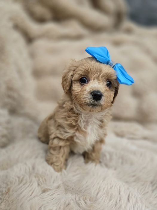 Maltipoo f1 suczka pudel toy badania maltańczyk