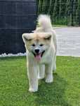 Akita Inu (japońska) czerwony piesek, ZKwP / FCI & AKIHO