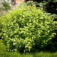 Dereń Biały odm. Syberyjska (Cornus alba Sibirica) 90-120 cm, z gruntu