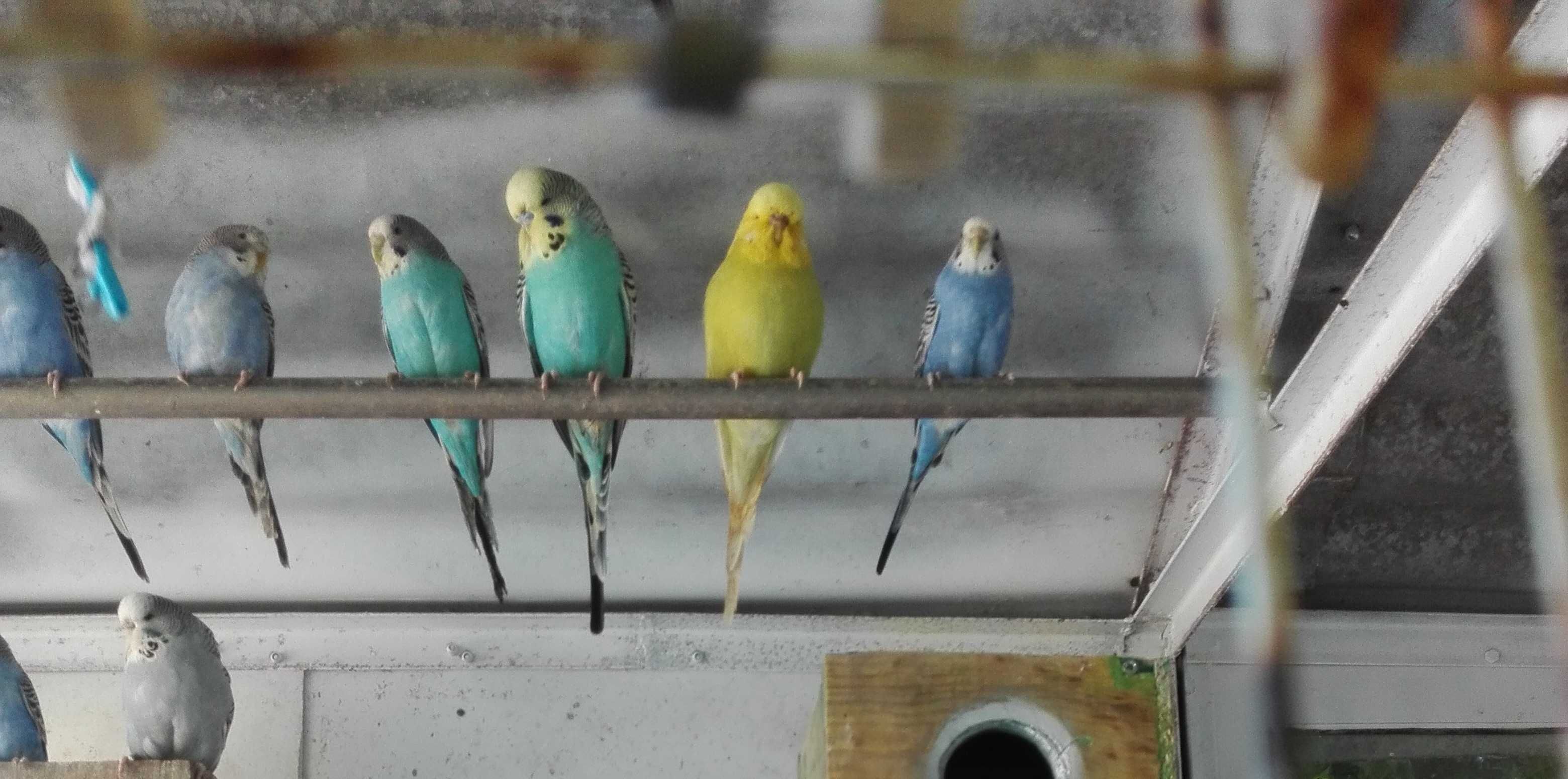 vendo periquitos autralianos varias cores