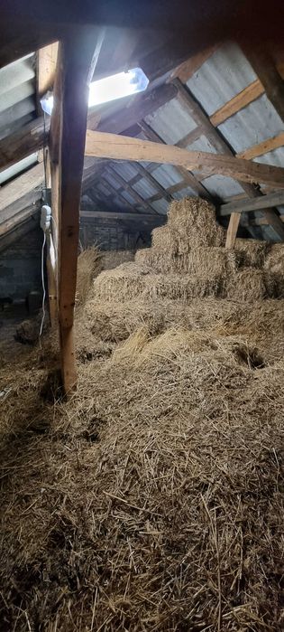 Słoma w małych kostkach