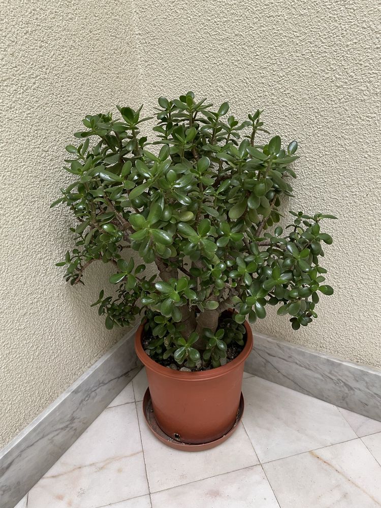 Suculenta planta de Jade