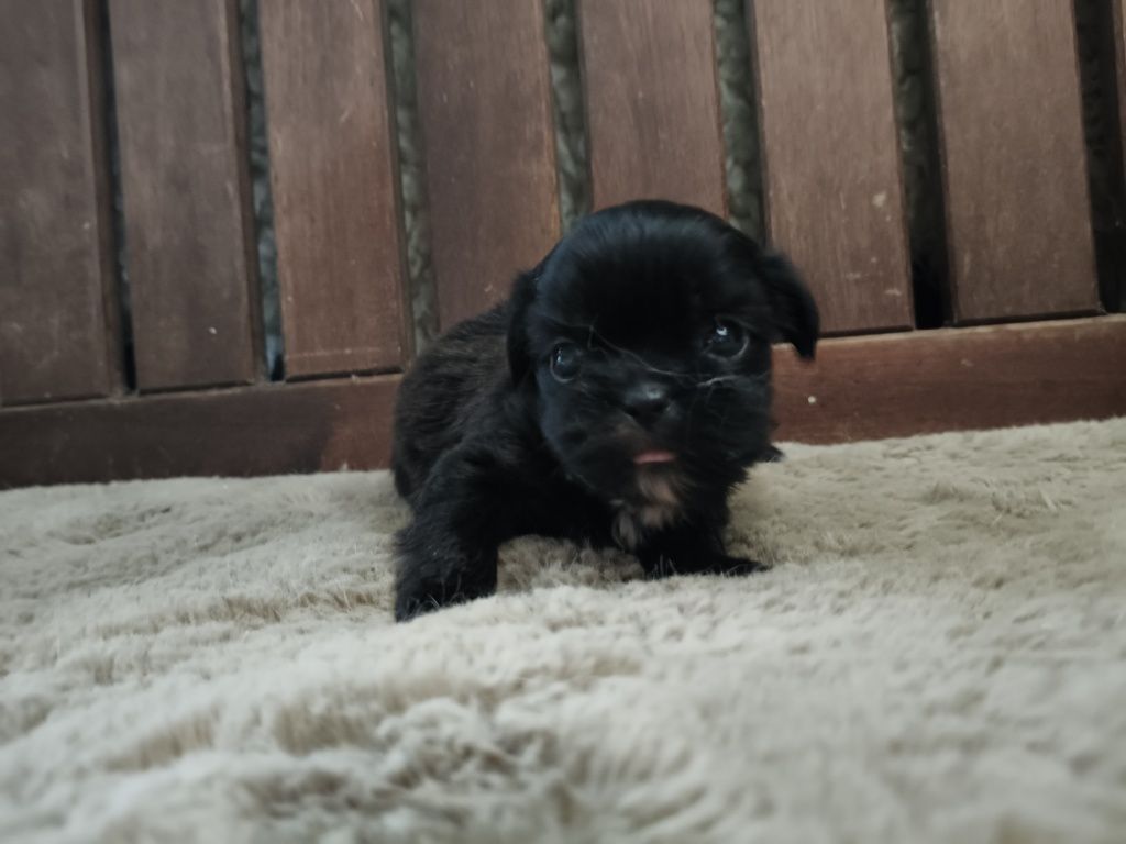 Shih Tzu pretinho