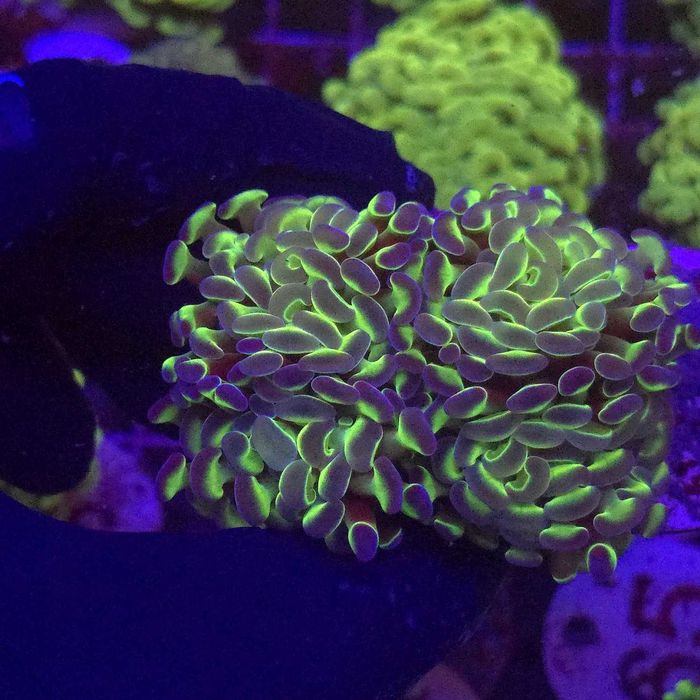 Euphyllia Paraancora Hologram 2 głowy