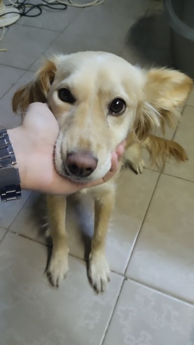 Передержка животных собак кошек грызунов птиц рептилий насекомых и тд