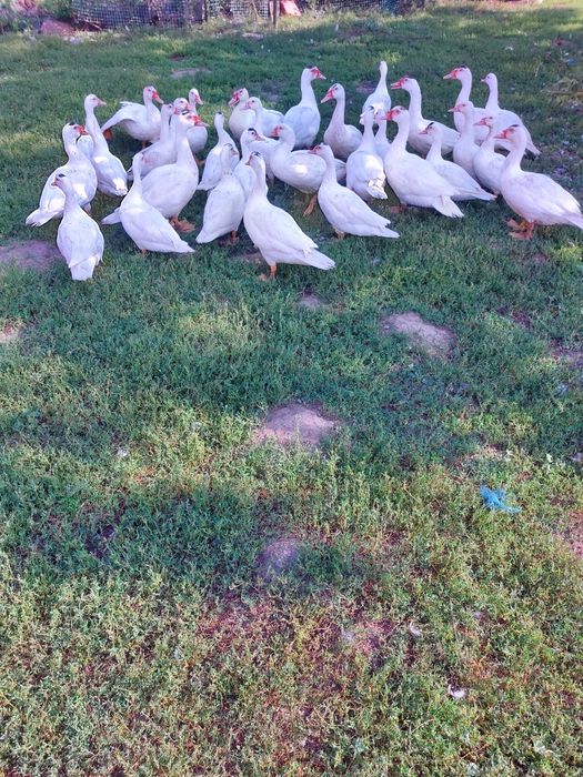 Kaczki francuskie piżmowe białe