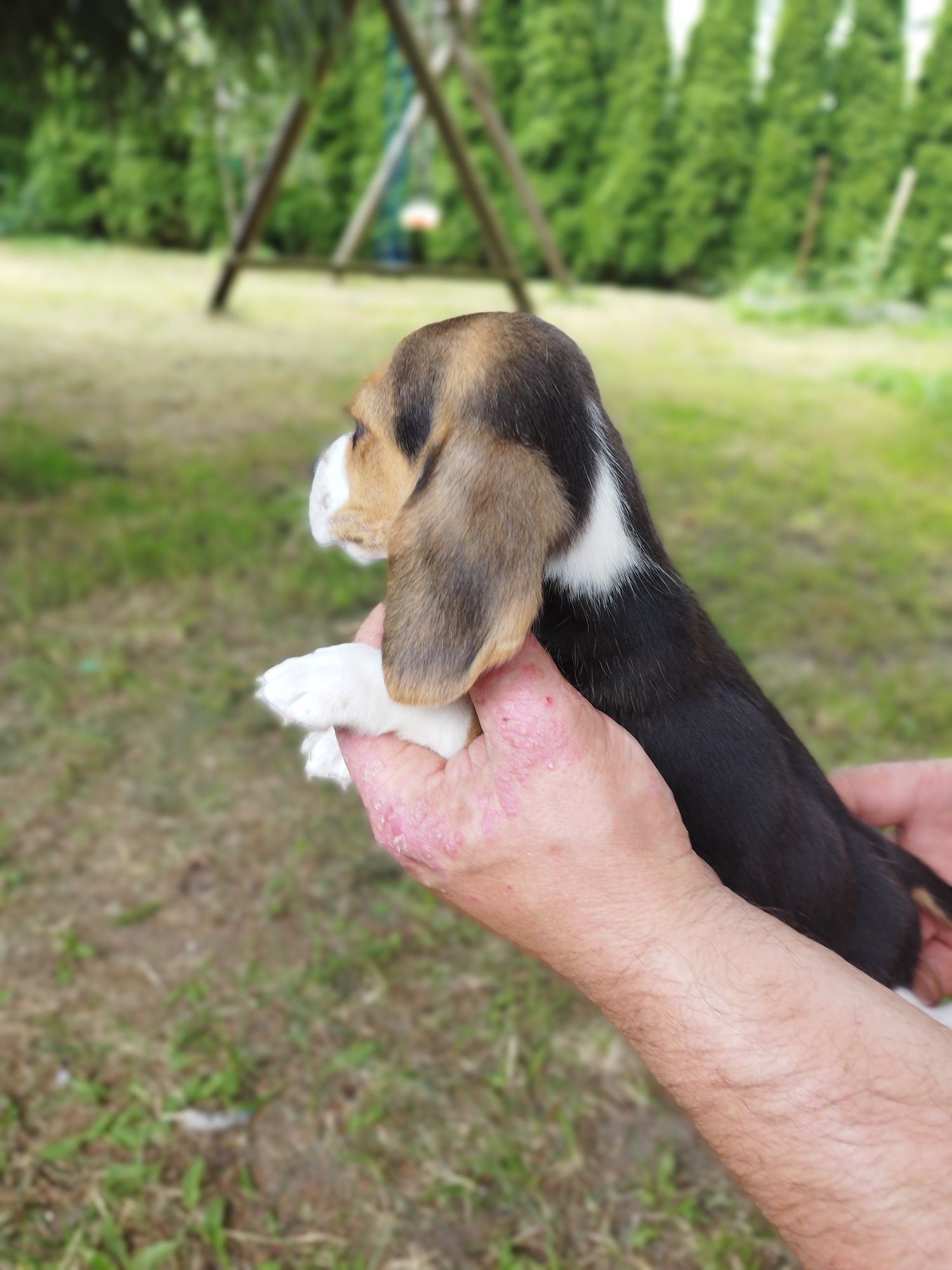 Rodowodowy piesek rasy Beagle tricolor po rodzicach z profilem DNA