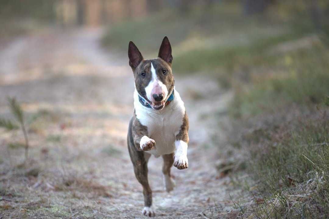 Adopcja - Frodo- Amstaffy Niczyje Bulinek