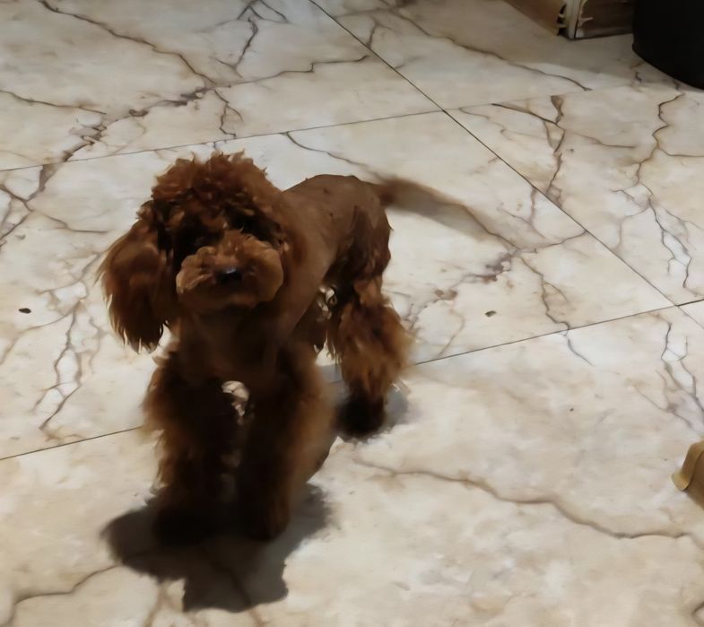 Pieski maltipoo z metryką do odbioru po 15 grudnia