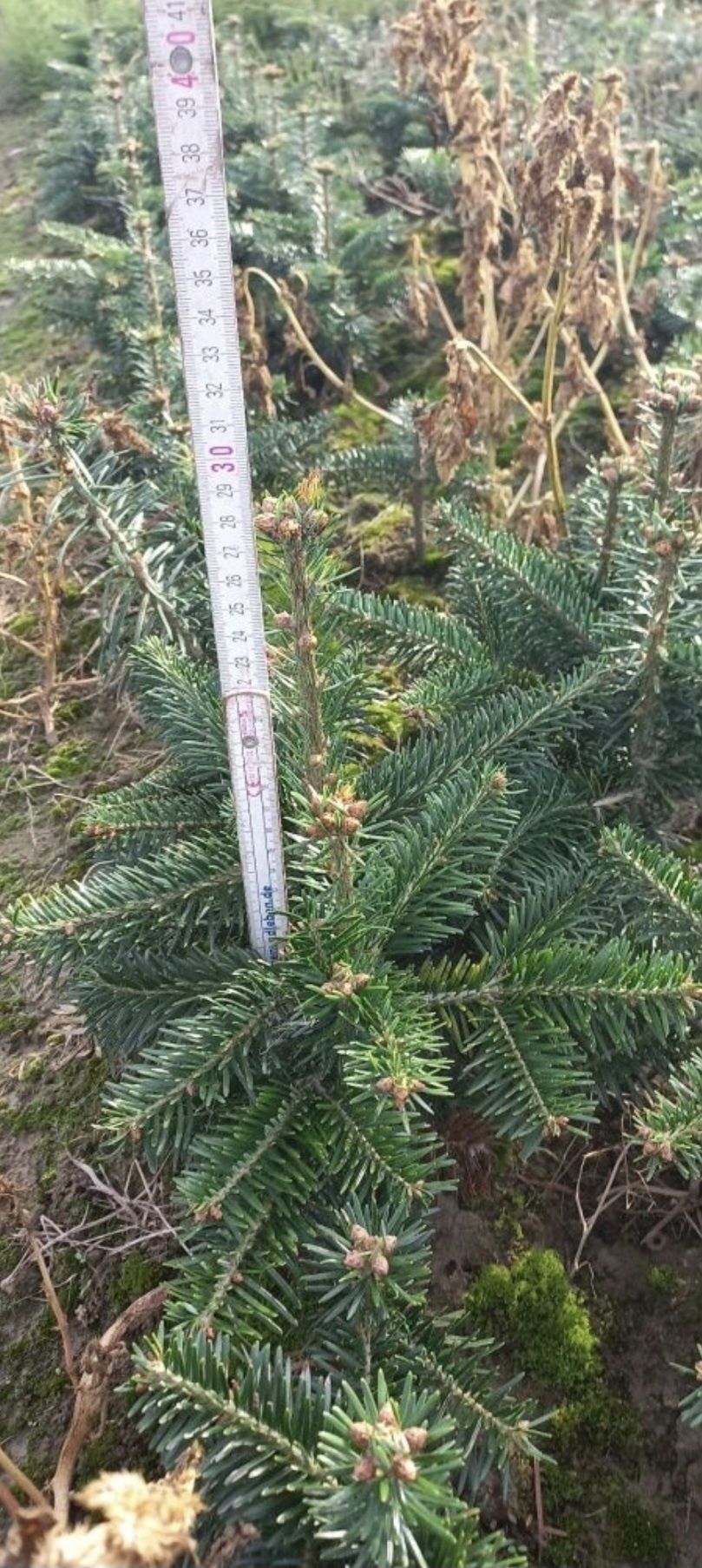 Jodła kaukaska 4 letnia sadzonki abies choinki Szkółka roślin 
choinki