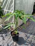 Papaja Carica papaya