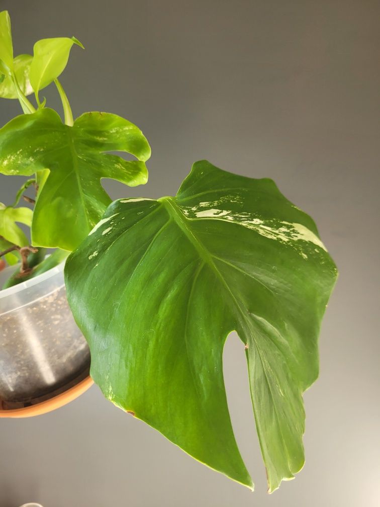 Monstera Variegata