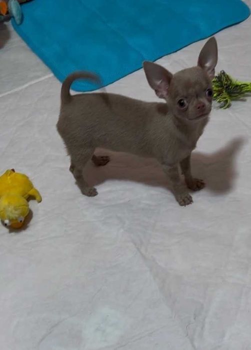 Лілова міні дівчинка, документи КСУ.