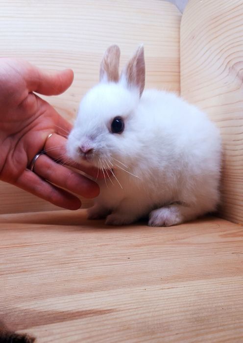 Карликовые супер мини кролики декорат.торчеухие и вислоухие кролики