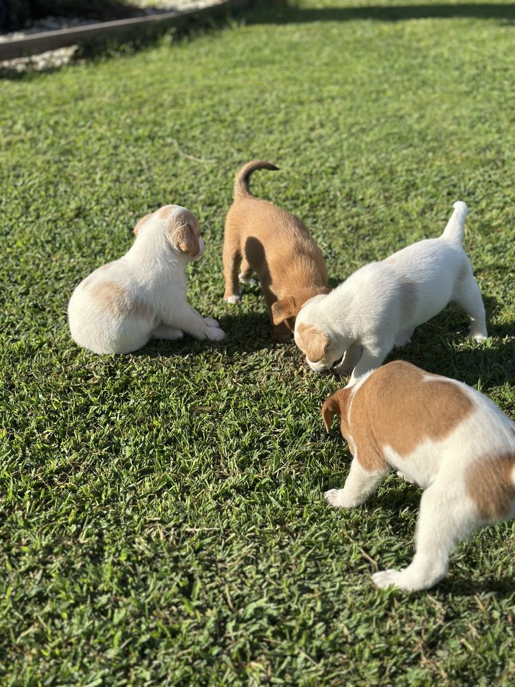 Cachorros para Adoção Responsável