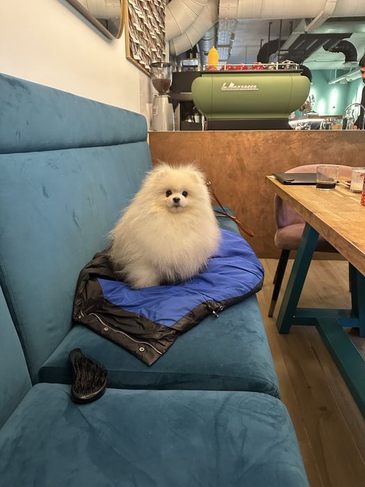 Шпіц, 2 роки, віддам в добрі руки