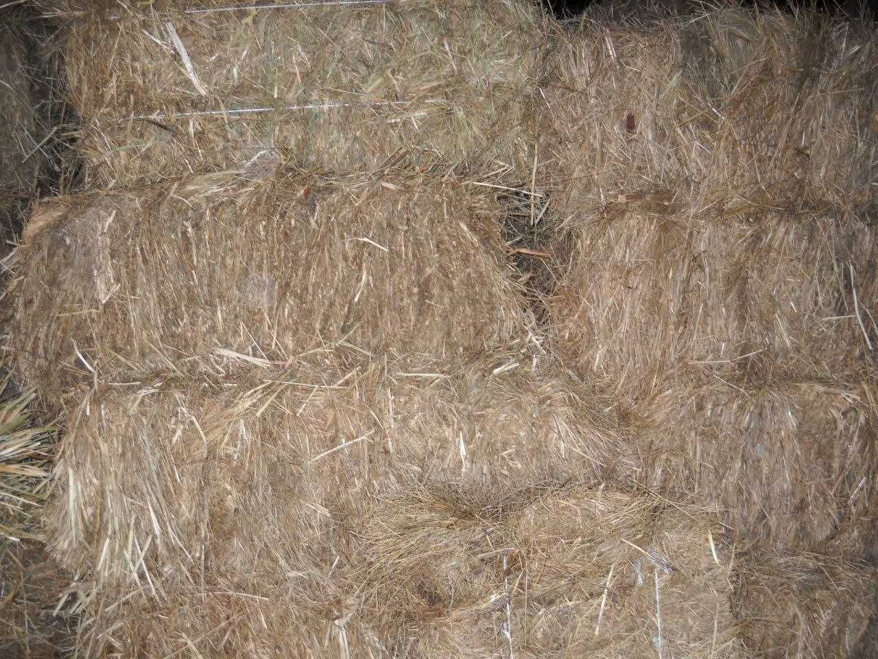 Сіно, солома в квадратних та круглих тюках