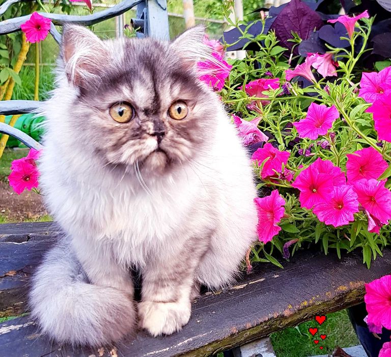 Zjawiskowa kotka perska, pers, persy, perski, perskie