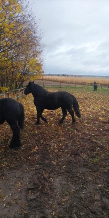 Źrobka 1,5  roku Kara