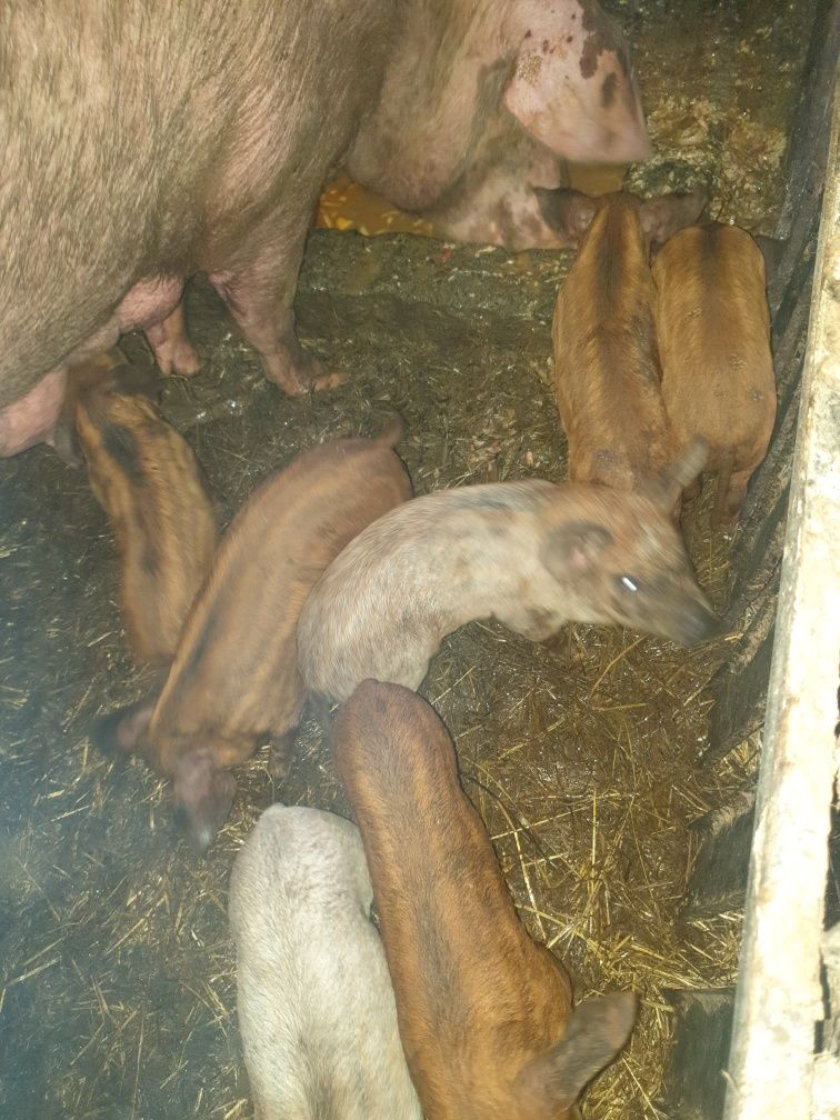 Porcos mangalitsa com bisaro