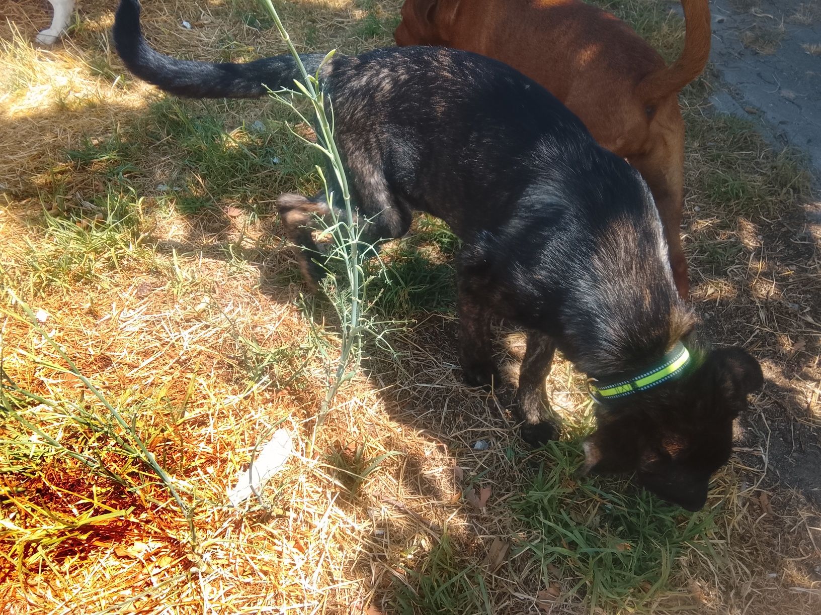 Cão para adopção