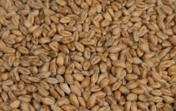 Pszenica ozima 15 ton