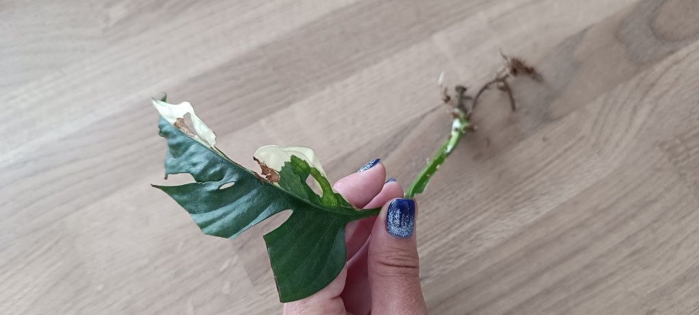 Monstera adansonii variegata cięty węzeł