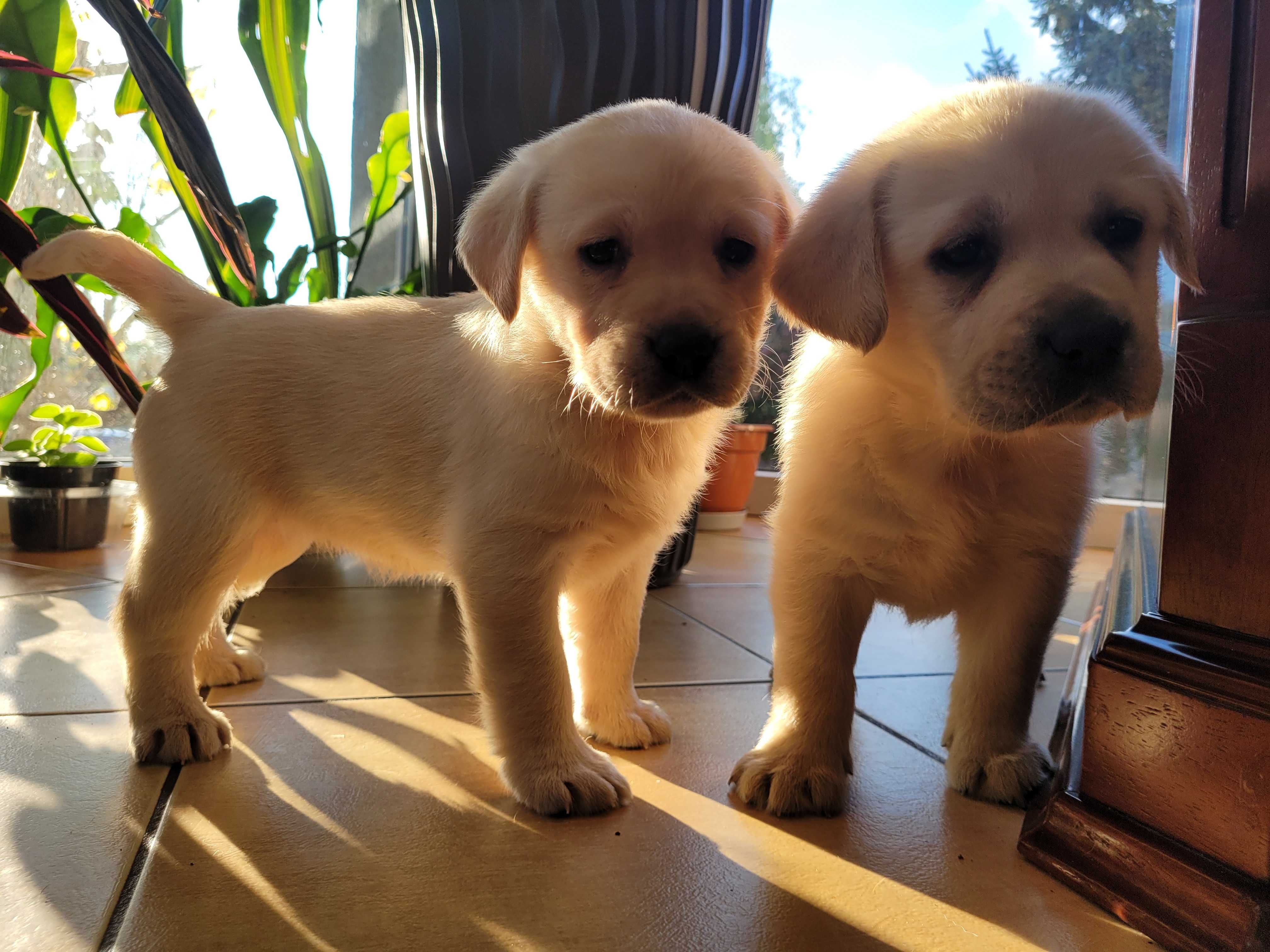 Labrador Retriever FCI ZKwP biszkoptowa SUNIA - gotowa do odbioru