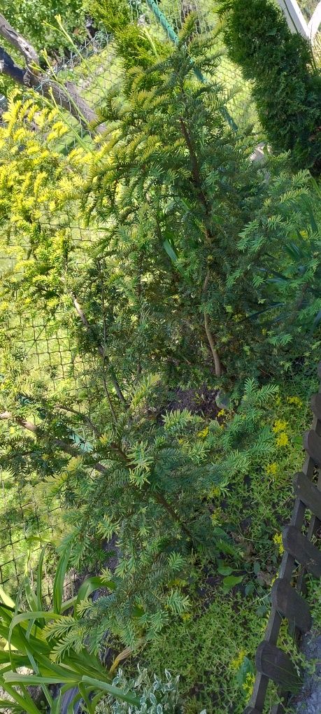 Cis duża sadzonka krzak zimozielone ogród roślina wieloletnia