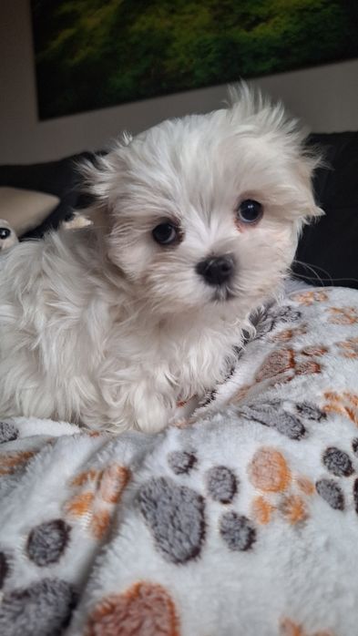 Maleńka suczka Maltańczyk