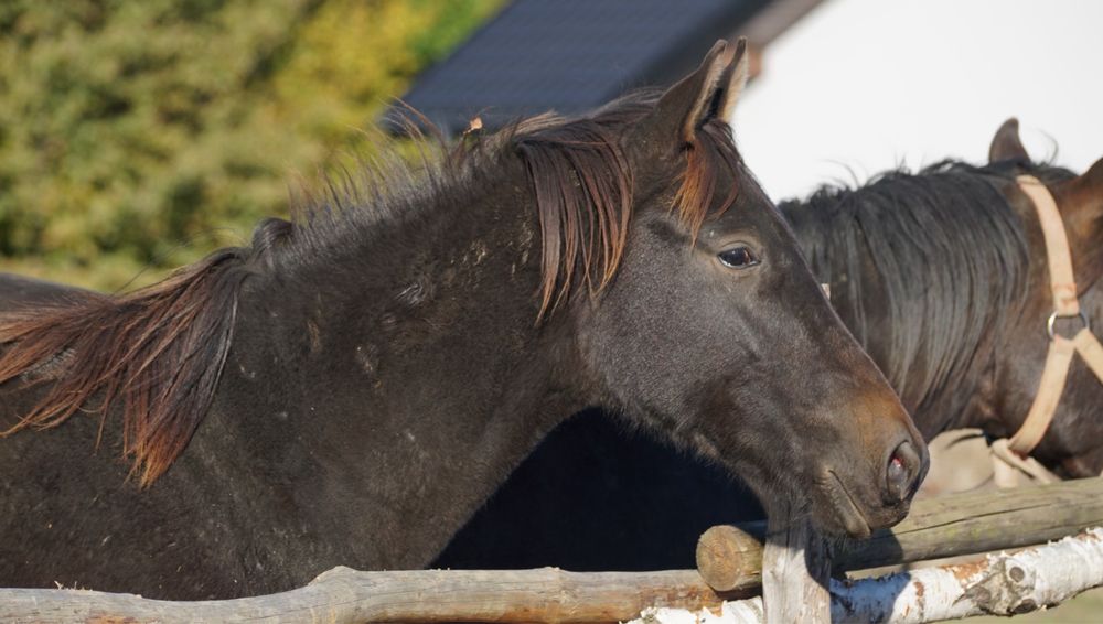 Roczny ogierek typ szlachetny