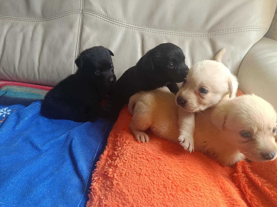 Labrador Retriever [ Bielsko - BIała ]