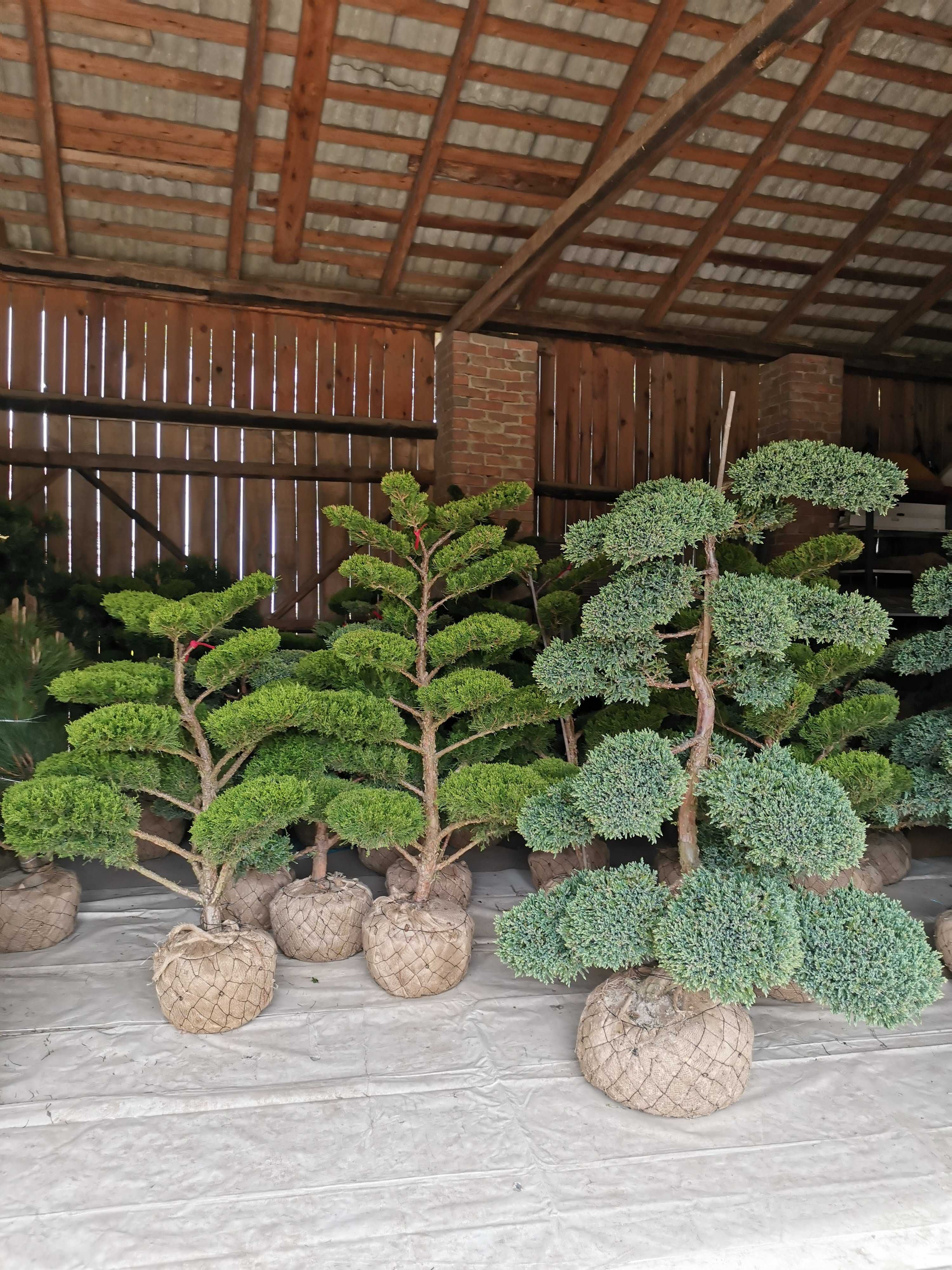 Bonsai, Jałowce strzyżone - piękne okazy