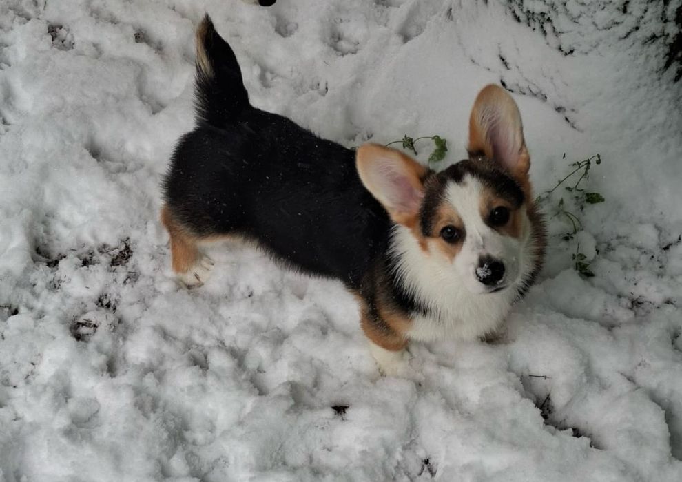 Welsh Corgi Pembroke FCI Chłopak