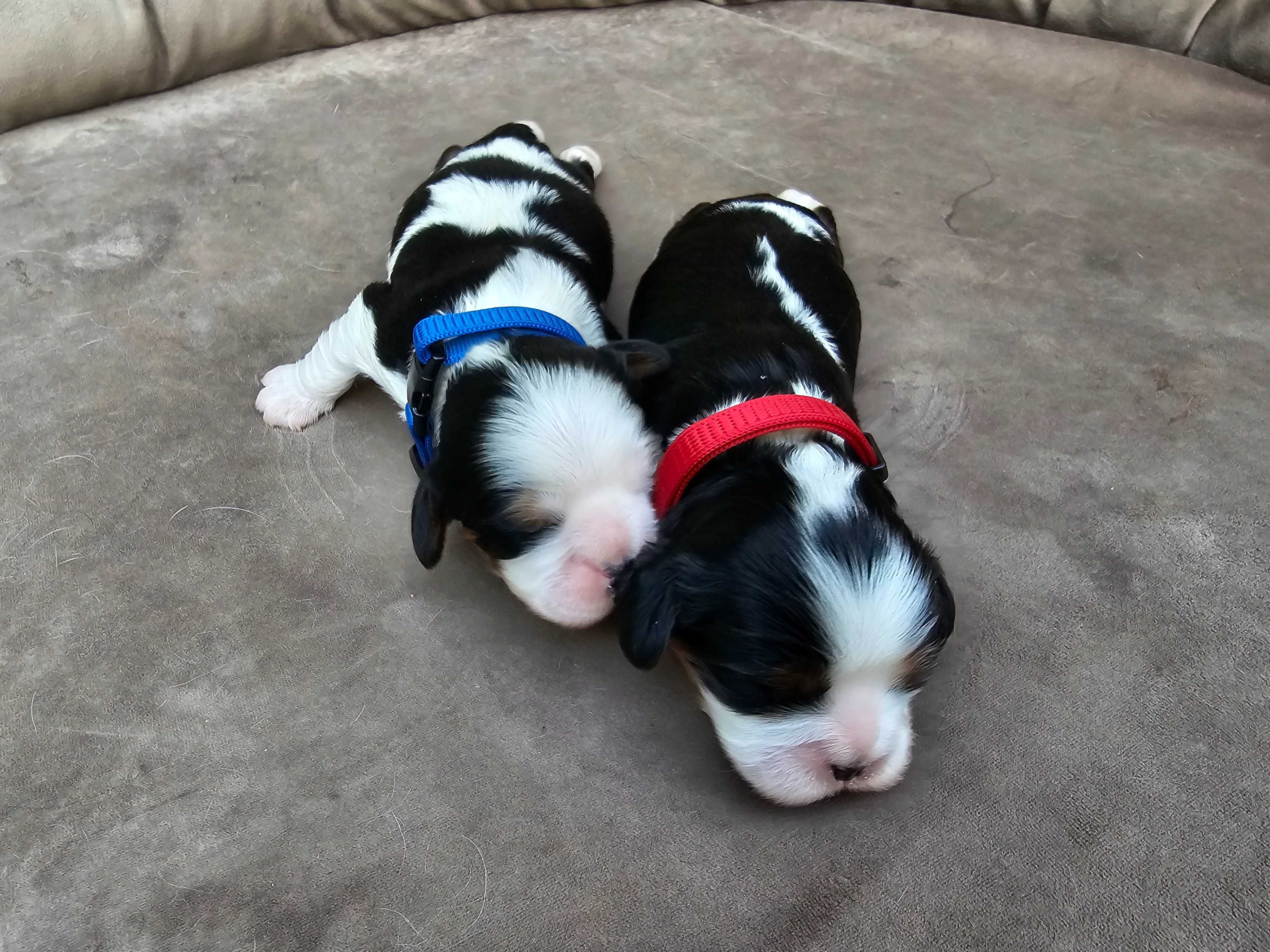 Cavalier King Charles Spaniel