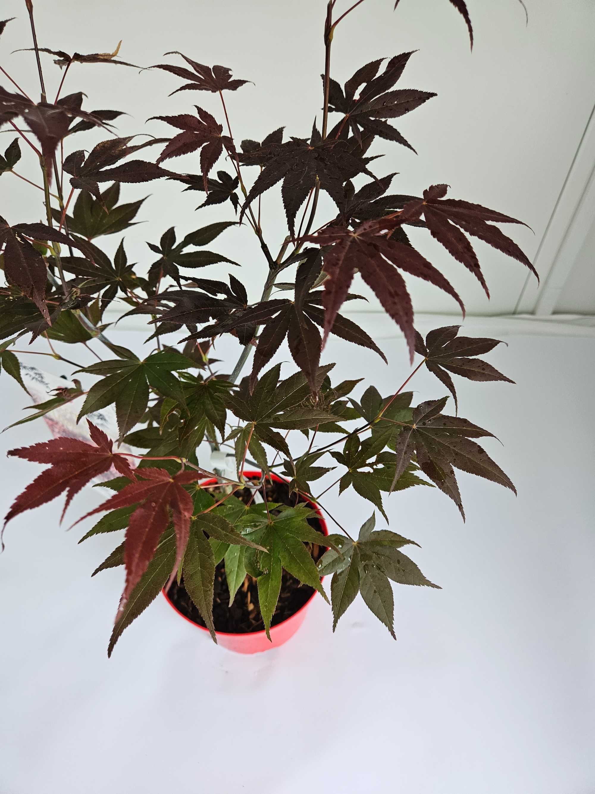 Klon palmowy 'Atropurpureum' (Acer palmatum 'Atropurpureum')