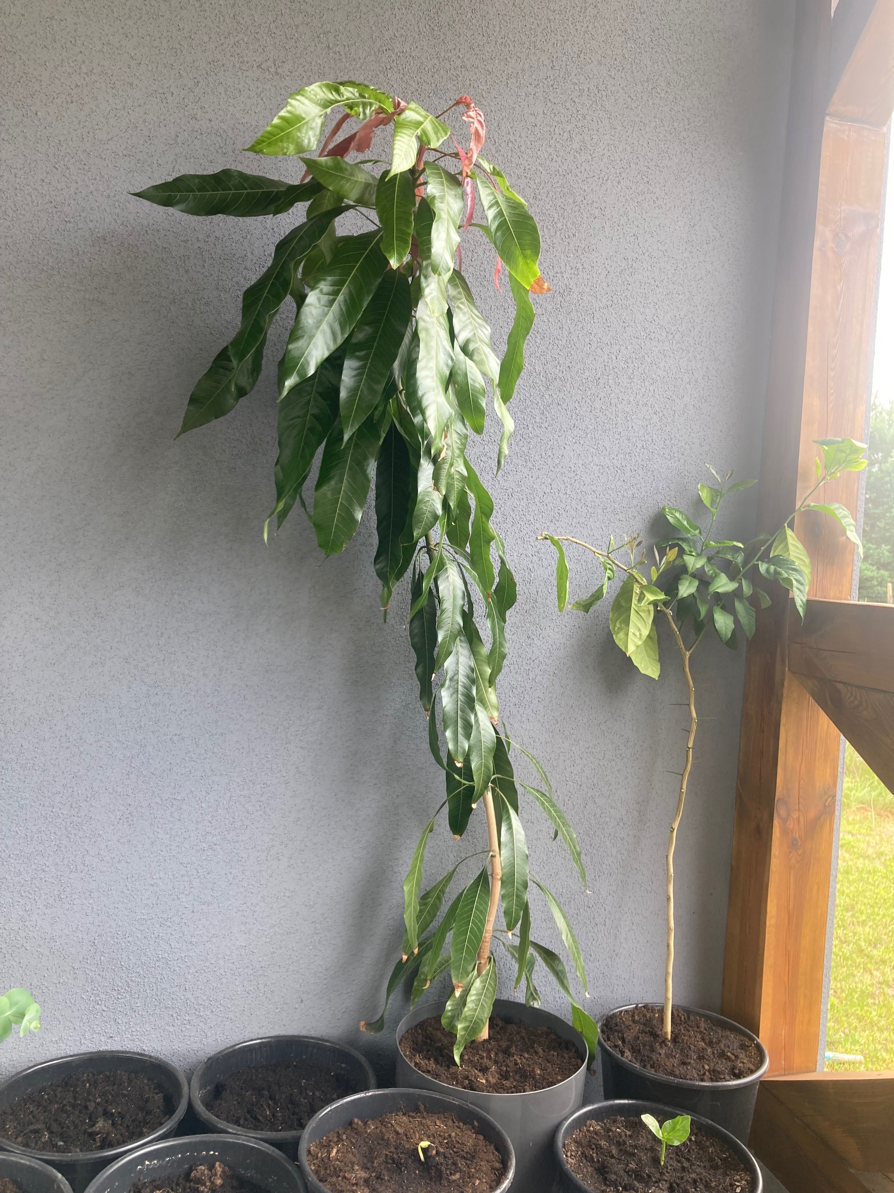 Drzewko mango duże drzewo owocowe egzotyczne boho taras