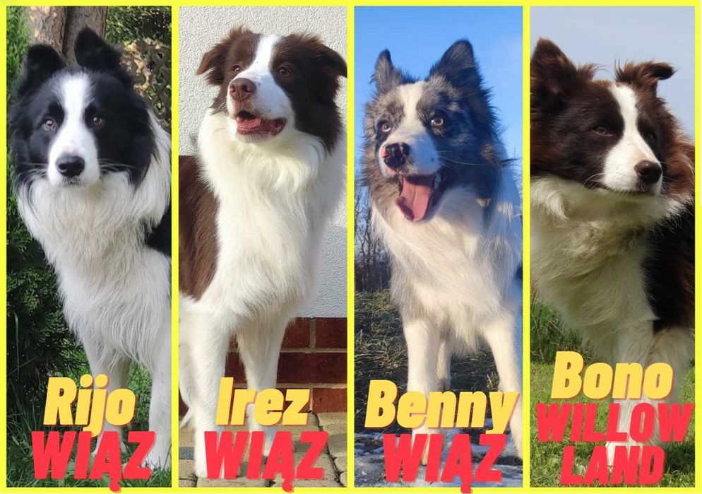 Reproduktor - Krycie - Border Collie