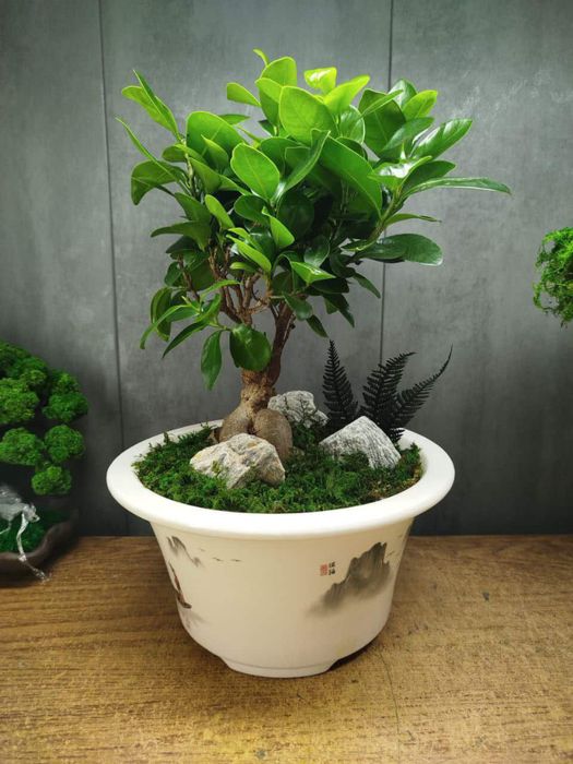 Бонсай у китайському горщику: ficus microcarpa