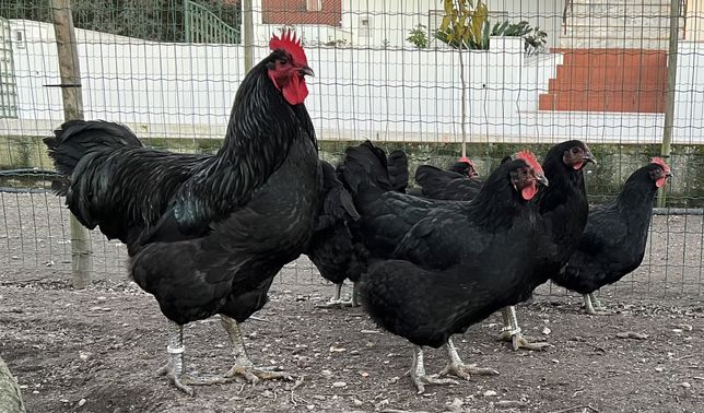 Ovos galados Jersey gigante negro