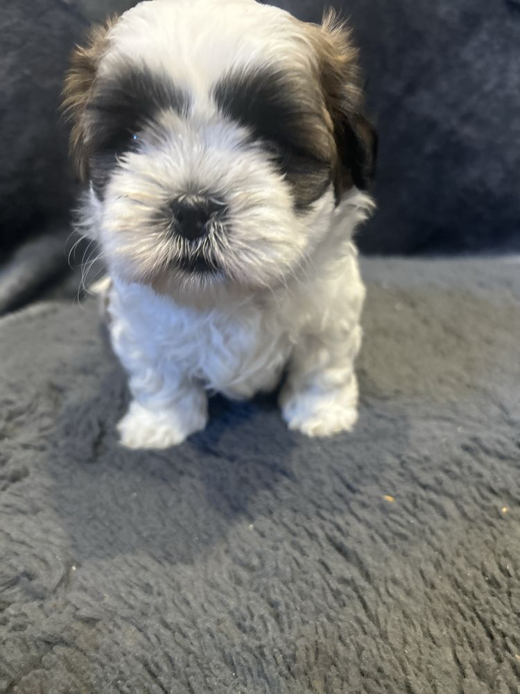 Shih tzu rezerwacja