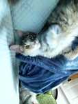 Maine coon prześliczna niebieska szylkretka z rodowodem FPL