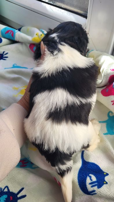 Shih-tzu shihtzu pies z rodowodem odbior początek grudnia