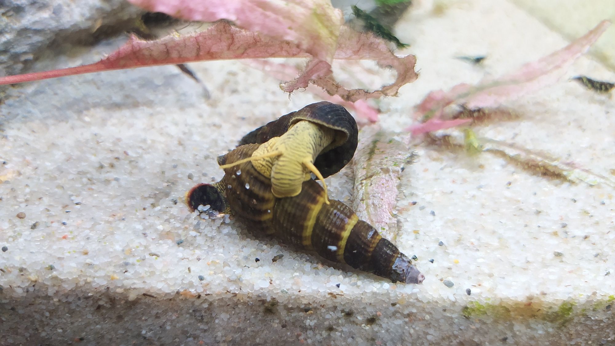 Tylomelania ślimak do akwarium