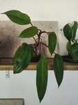Philodendron painted lady