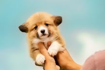 Вельш коргі пемброк — цуценята з документами КСУ