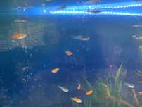 Guppys e platys