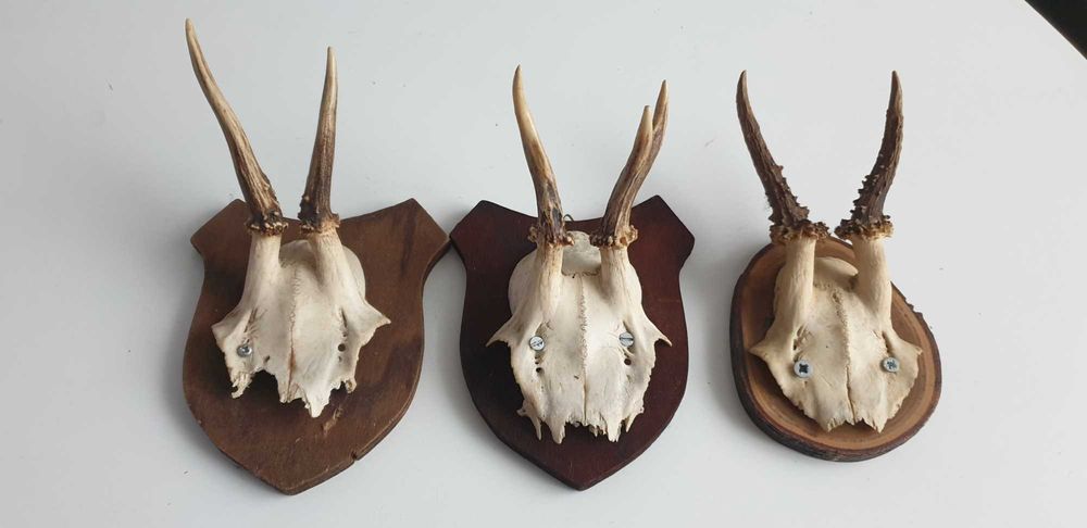 Starocie z Gdyni - Myślistwo - poroże koziołka zestaw 3szt.