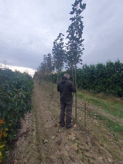 Klon jawor 2-3m goły korzeń obwód 6-8cm