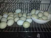 Jaja lęgowe od kur green Shell